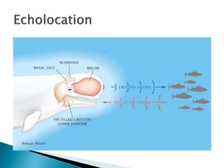 Chapter 1 - The Science of Marine Biology | PPTX