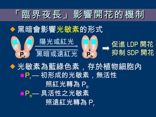 「臨界夜長」影響開花的機制 黑暗會影響 光敏素 的形式 光敏素為藍綠色素，存於植物細胞內 P r  — 初形成的光敏素，無活性   照紅光轉為 P fr P fr — 具活性之光敏素   照遠紅光轉為 P r 陽光或紅光 促進 LDP 開花 抑制 SDP 開花 P r P fr 黑暗或遠紅光 