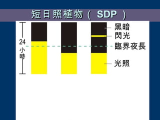 短日照植物（ SDP ） 臨界夜長 閃光 黑暗 光照 小時 24 