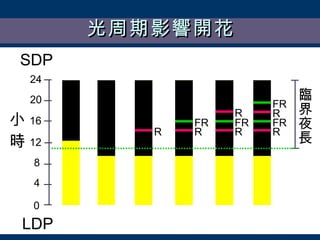 光周期影響開花 0 4 8 12 16 20 24 小 時 LDP SDP R FR FR R R R FR R FR R 臨界夜長 
