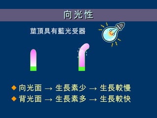 向光性 向光面 -> 生長素少 -> 生長較慢 背光面 -> 生長素多 -> 生長較快 莖頂具有藍光受器 ＋ ＋ ＋ ＋ ＋ ＋ ＋ ＋ 