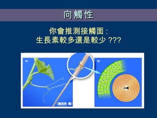 向觸性 你會推測接觸面 : 生長素較多還是較少 ??? 