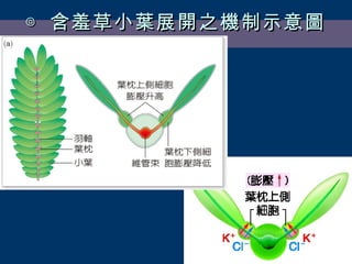 ◎ 含羞草小葉展開之機制示意圖 