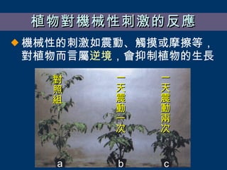 植物對機械性刺激的反應 機械性的刺激如震動、觸摸或摩擦等，對植物而言屬 逆境 ，會抑制植物的生長 a b c 對照組 一天震動一次 一天震動兩次 