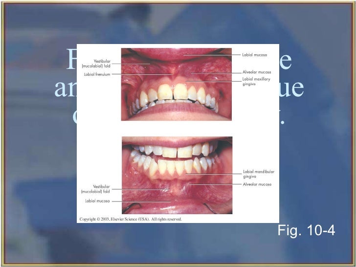 landmarks of face and oral cavity