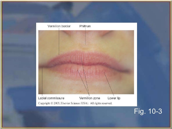landmarks of face and oral cavity