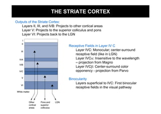 THE STRIATE CORTEX
Outputs of the Striate Cortex:
    Layers II, III, and IVB: Projects to other cortical areas
    Layer V: Projects to the superior colliculus and pons
    Layer VI: Projects back to the LGN


                                     Receptive Fields in Layer IV C
                                        Layer IVC: Monocular; center-surround
                                        receptive field (like in LGN)
                                        Layer IVCα: Insensitive to the wavelength
                                        – projection from Magno
                                        Layer IVCβ: Center-surround color
                                        opponency - projection from Parvo

                                     Binocularity
                                         Layers superficial to IVC: First binocular
                                         receptive fields in the visual pathway
 