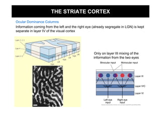 THE STRIATE CORTEX
Ocular Dominance Columns
Information coming from the left and the right eye (already segregate in LGN) is kept
separate in layer IV of the visual cortex




                                                   Only on layer III mixing of the
                                                   information from the two eyes
 