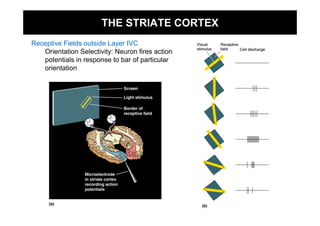 THE STRIATE CORTEX
Receptive Fields outside Layer IVC
   Orientation Selectivity: Neuron fires action
   potentials in response to bar of particular
   orientation
 