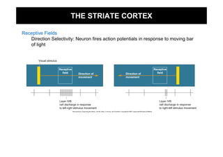 THE STRIATE CORTEX

Receptive Fields
   Direction Selectivity: Neuron fires action potentials in response to moving bar
   of light
 