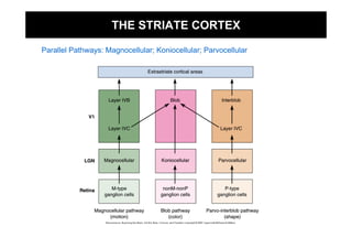 THE STRIATE CORTEX

Parallel Pathways: Magnocellular; Koniocellular; Parvocellular
 