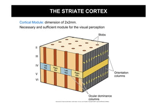 THE STRIATE CORTEX

Cortical Module: dimension of 2x2mm.
Necessary and sufficient module for the visual perception
 