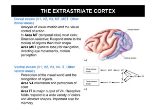 THE EXTRASTRIATE CORTEX
Dorsal stream (V1, V2, V3, MT, MST, Other
dorsal areas)
    Analysis of visual motion and the visual
    control of action
    In Area MT (temporal lobe) most cells:
    Direction-selective; Respond more to the
    motion of objects than their shape
    Area MST (parietal lobe) for navigation,
    directing eye movements, motion
    perception


Ventral stream (V1, V2, V3, V4, IT, Other
ventral areas)
    Perception of the visual world and the
    recognition of objects,
    Area V4 orientation and perception of
    color
    Area IT is major output of V4. Receptive
    fields respond to a wide variety of colors
    and abstract shapes. Important also for
    memory
 