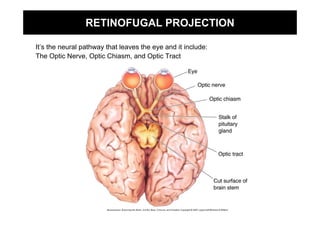RETINOFUGAL PROJECTION

It’s the neural pathway that leaves the eye and it include:
The Optic Nerve, Optic Chiasm, and Optic Tract
 