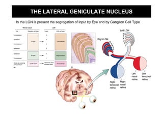 THE LATERAL GENICULATE NUCLEUS
In the LGN is present the segregation of input by Eye and by Ganglion Cell Type
 