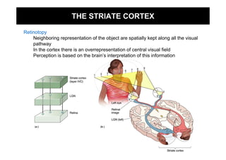THE STRIATE CORTEX

Retinotopy
    Neighboring representation of the object are spatially kept along all the visual
    pathway
    In the cortex there is an overrepresentation of central visual field
    Perception is based on the brain’s interpretation of this information
 