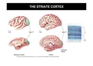 THE STRIATE CORTEX
 