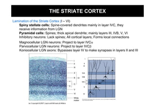THE STRIATE CORTEX
Lamination of the Striate Cortex (I – VI)
   Spiny stellate cells: Spine-covered dendrites mainly in layer IVC, they
   receive information from LGN
   Pyramidal cells: Spines; thick apical dendrite; mainly layers III, IVB, V, VI
   Inhibitory neurons: Lack spines; All cortical layers; Forms local connections
    Magnocellular LGN neurons: Project to layer IVCα
    Parvocellular LGN neurons: Project to layer IVCβ
    Koniocellular LGN axons: Bypasses layer IV to make synapses in layers II and III
 
