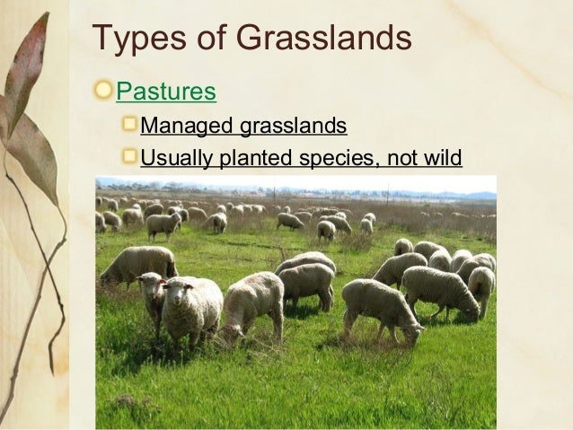 american rangelands and forests essay Associate level material american rangelands and forests part 1 choose either a rangeland or a forest of the united states and describe current federal. american rangelands and forests essay Associate level material american rangelands and forests part 1 choose either a rangeland or a forest of the united states and describe current federal.