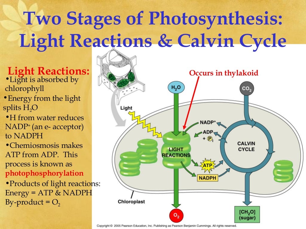 ppt on light reaction in photosynthesis