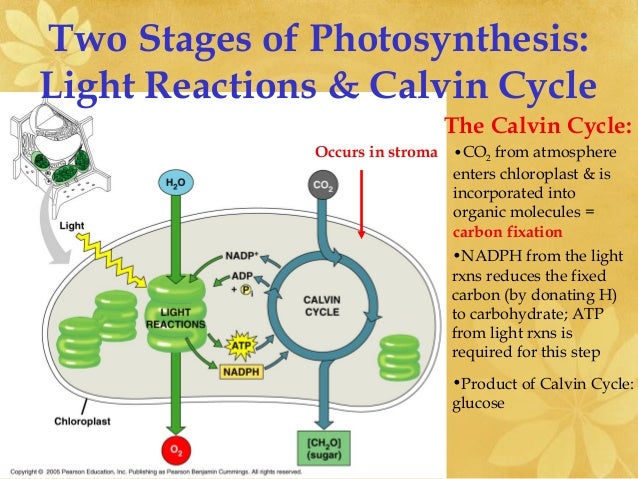 Compare the two phases of photosynthesis picture