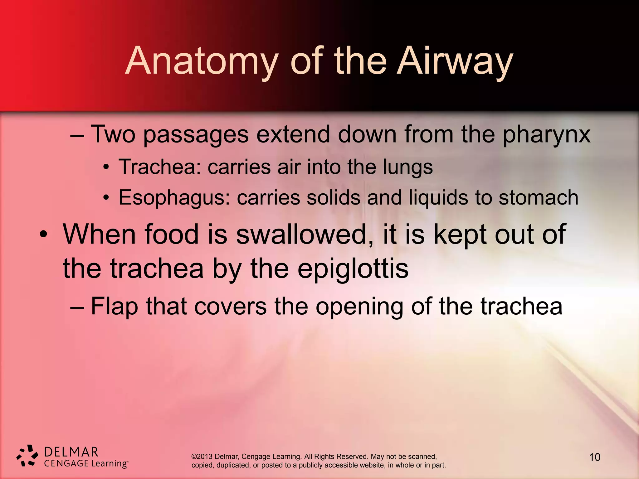 ©2013 Delmar, Cengage Learning. All Rights Reserved. May not be scanned,
copied, duplicated, or posted to a publicly accessible website, in whole or in part.
Anatomy of the Airway
– Two passages extend down from the pharynx
• Trachea: carries air into the lungs
• Esophagus: carries solids and liquids to stomach
• When food is swallowed, it is kept out of
the trachea by the epiglottis
– Flap that covers the opening of the trachea
10
 