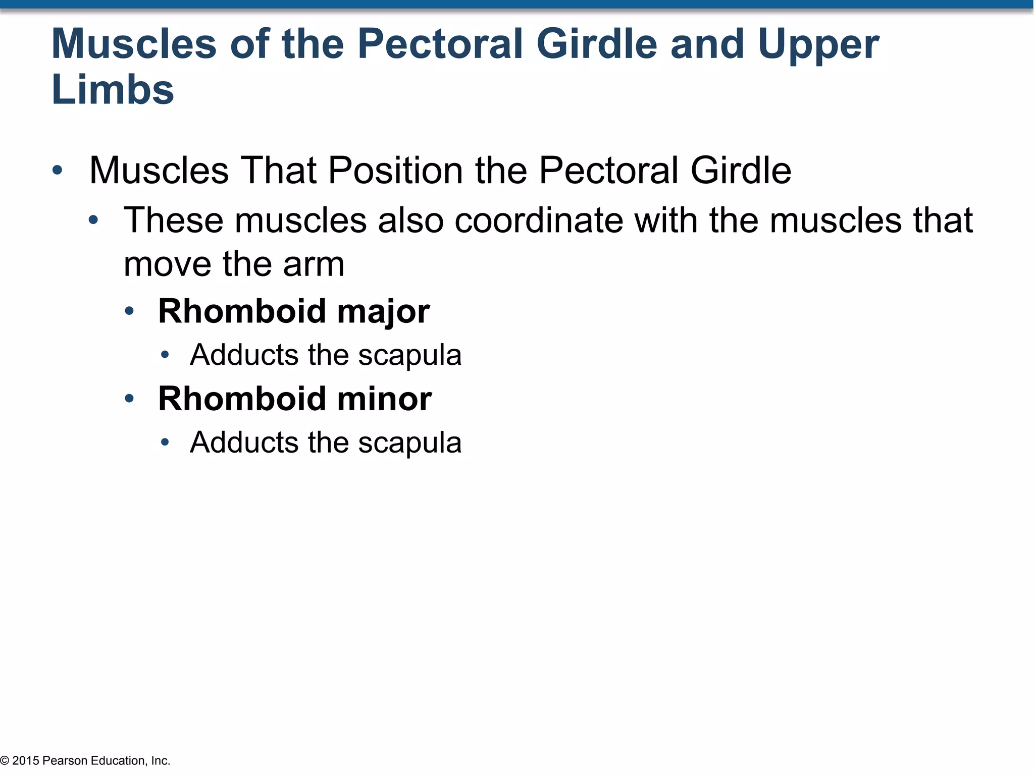 © 2015 Pearson Education, Inc.
Muscles of the Pectoral Girdle and Upper
Limbs
• Muscles That Position the Pectoral Girdle
• These muscles also coordinate with the muscles that
move the arm
• Rhomboid major
• Adducts the scapula
• Rhomboid minor
• Adducts the scapula
 