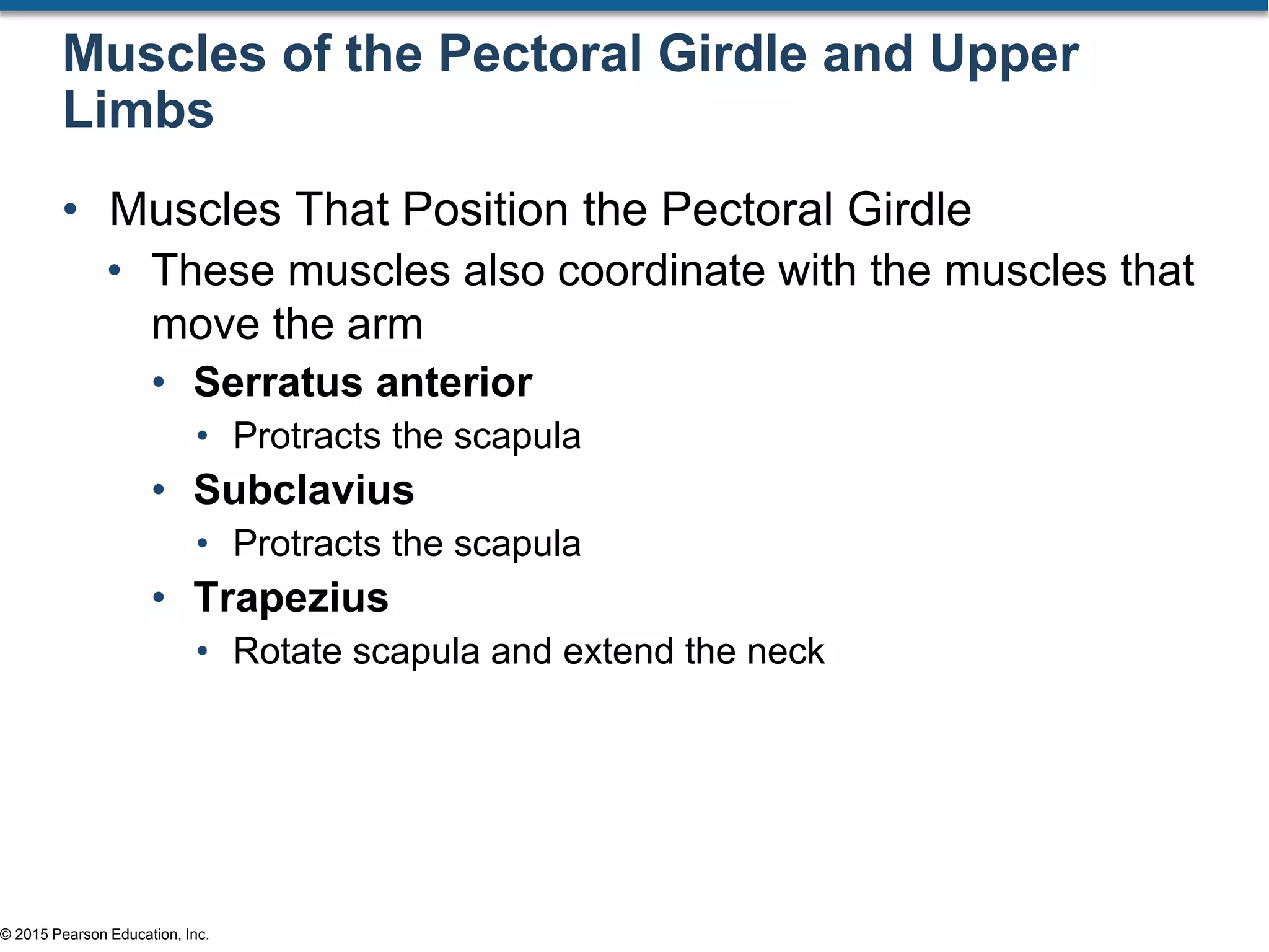 © 2015 Pearson Education, Inc.
Muscles of the Pectoral Girdle and Upper
Limbs
• Muscles That Position the Pectoral Girdle
• These muscles also coordinate with the muscles that
move the arm
• Serratus anterior
• Protracts the scapula
• Subclavius
• Protracts the scapula
• Trapezius
• Rotate scapula and extend the neck
 