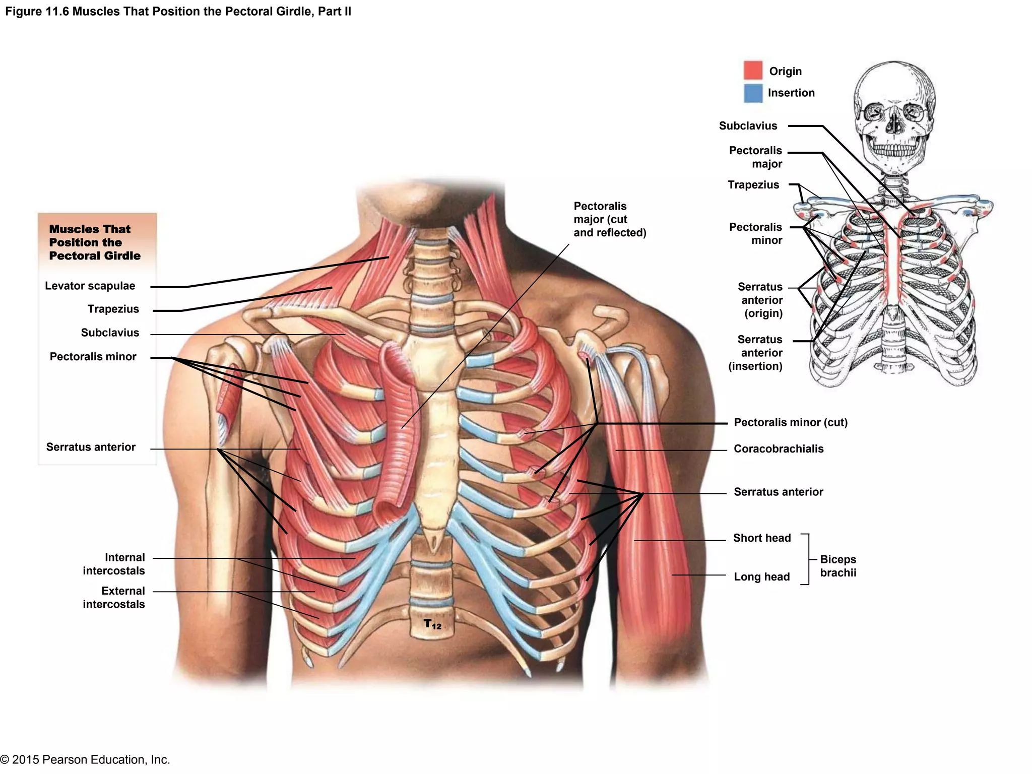© 2015 Pearson Education, Inc.
Figure 11.6 Muscles That Position the Pectoral Girdle, Part II
Muscles That
Position the
Pectoral Girdle
Levator scapulae
Trapezius
Subclavius
Pectoralis minor
Serratus anterior
Internal
intercostals
External
intercostals
T12
Short head
Long head
Biceps
brachii
Serratus anterior
Coracobrachialis
Pectoralis minor (cut)
Serratus
anterior
(insertion)
Serratus
anterior
(origin)
Pectoralis
minor
Trapezius
Pectoralis
major
Subclavius
Pectoralis
major (cut
and reflected)
Origin
Insertion
 