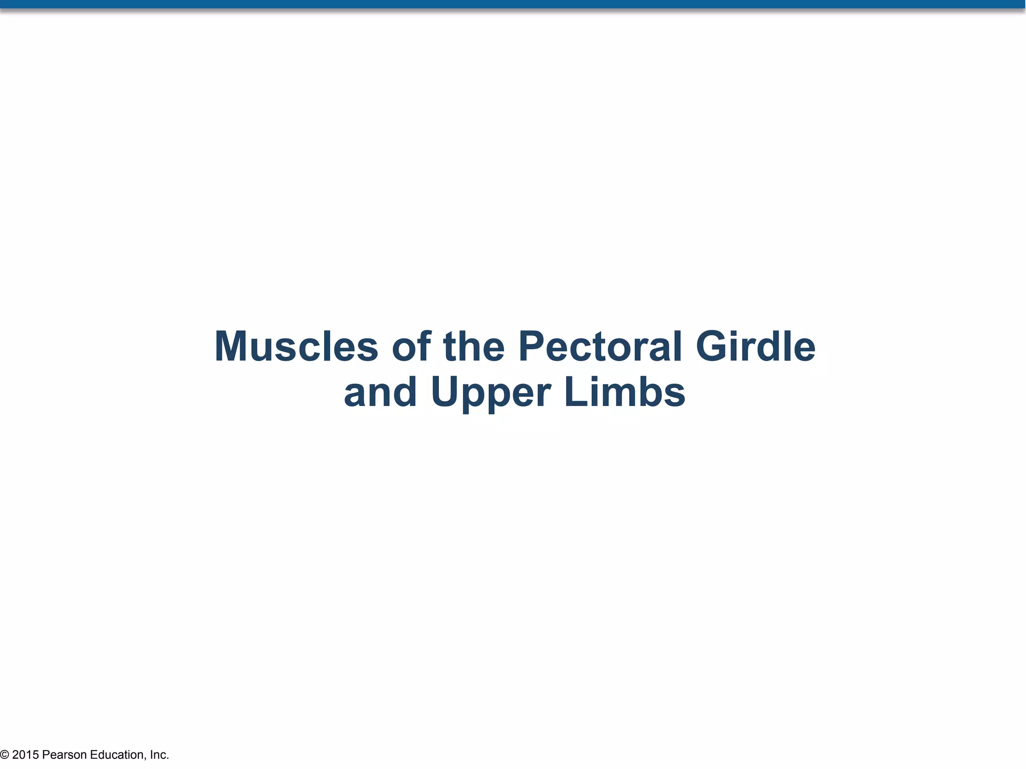 © 2015 Pearson Education, Inc.
Muscles of the Pectoral Girdle
and Upper Limbs
 