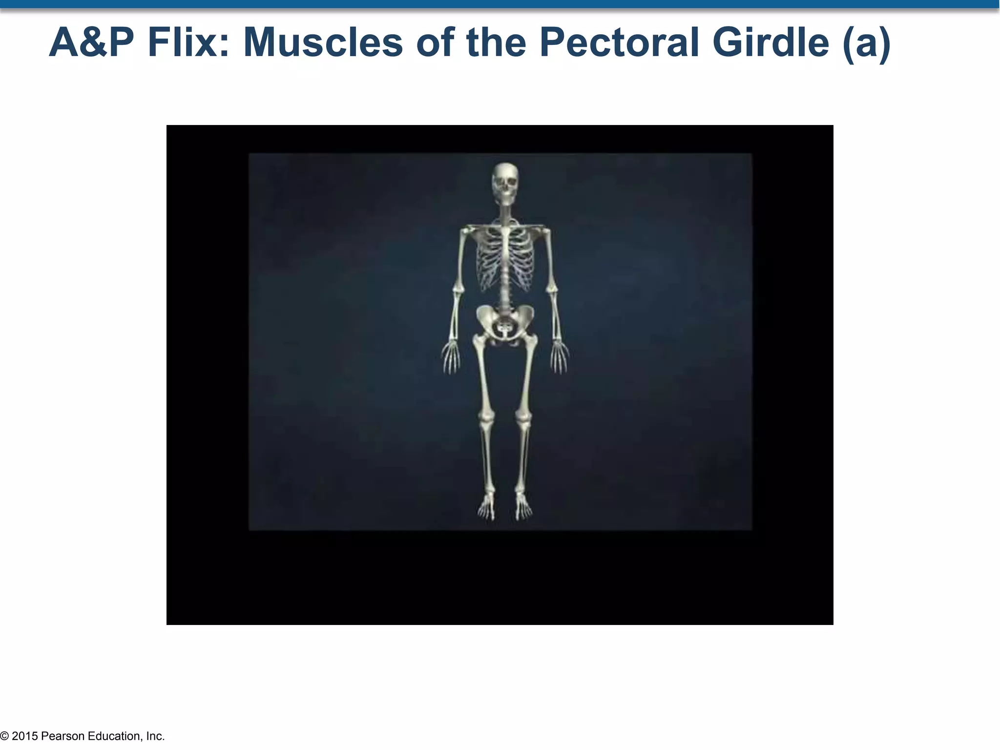 © 2015 Pearson Education, Inc.
A&P Flix: Muscles of the Pectoral Girdle (a)
 