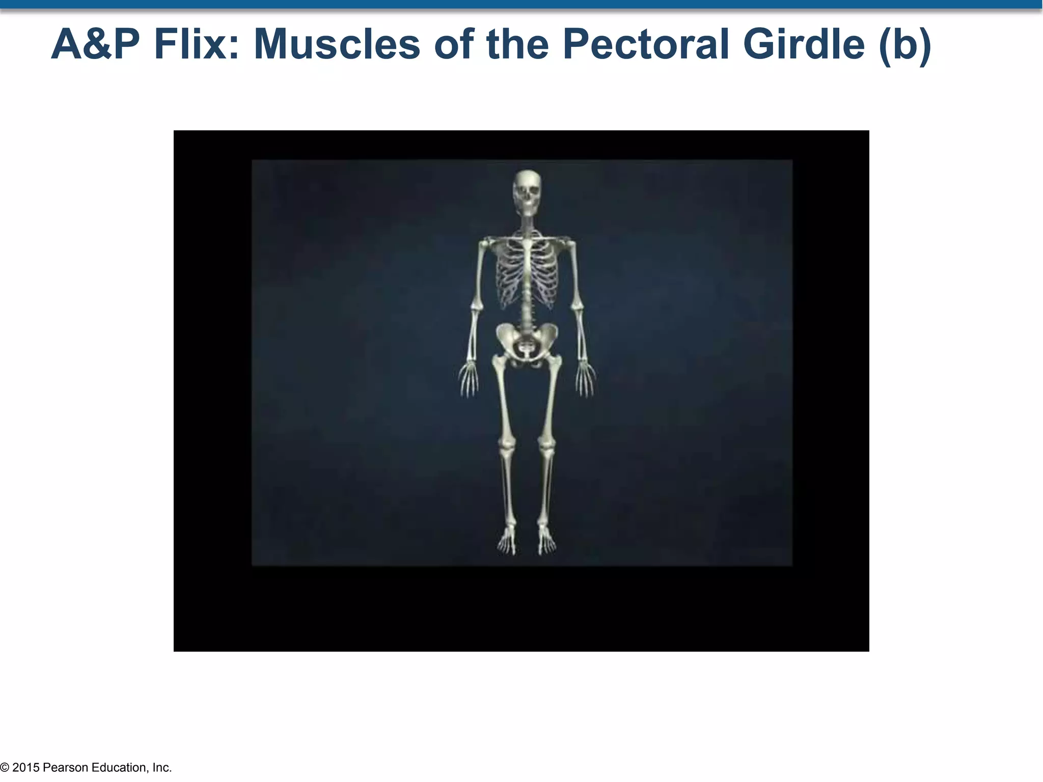 © 2015 Pearson Education, Inc.
A&P Flix: Muscles of the Pectoral Girdle (b)
 