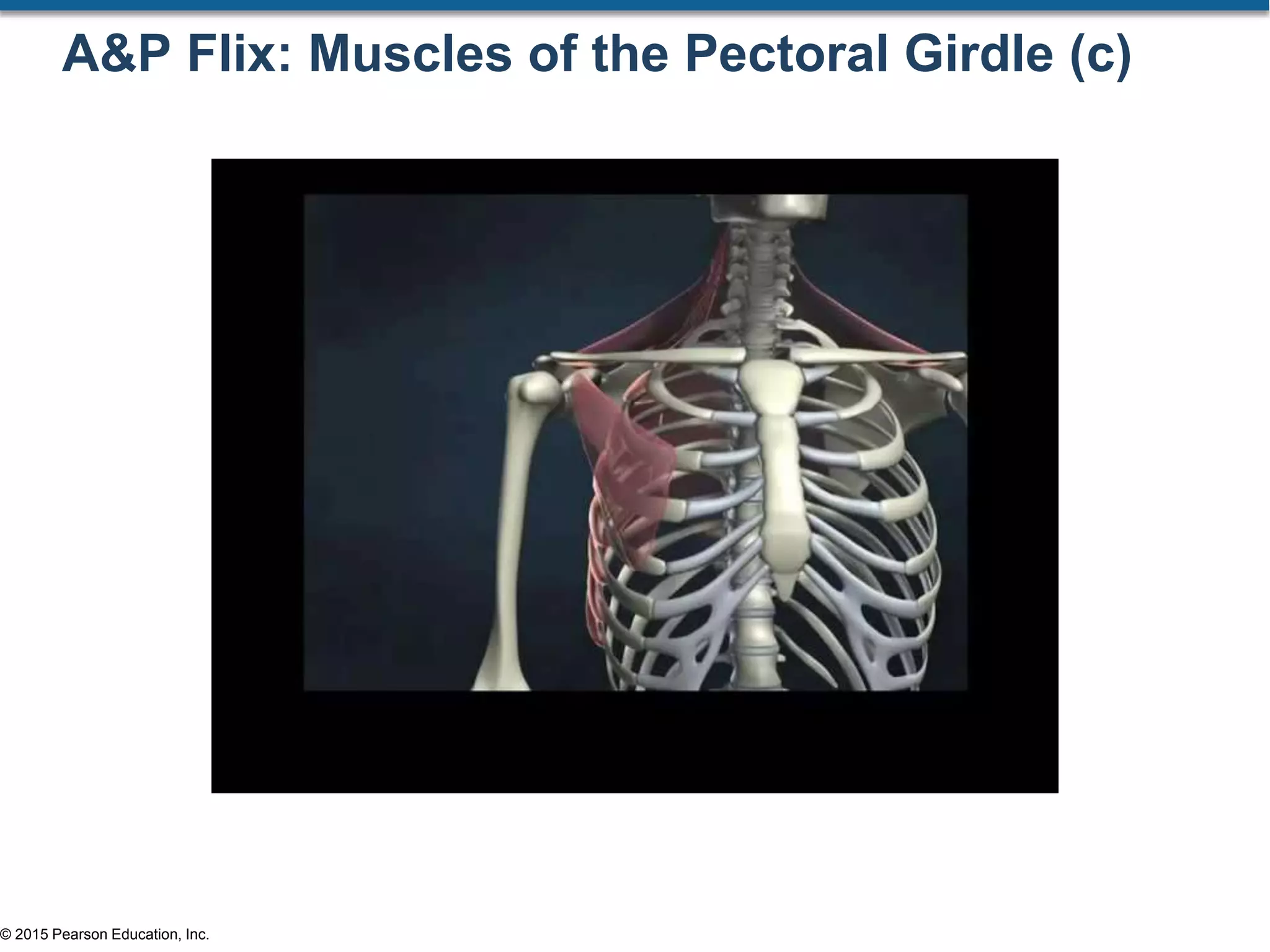 © 2015 Pearson Education, Inc.
A&P Flix: Muscles of the Pectoral Girdle (c)
 