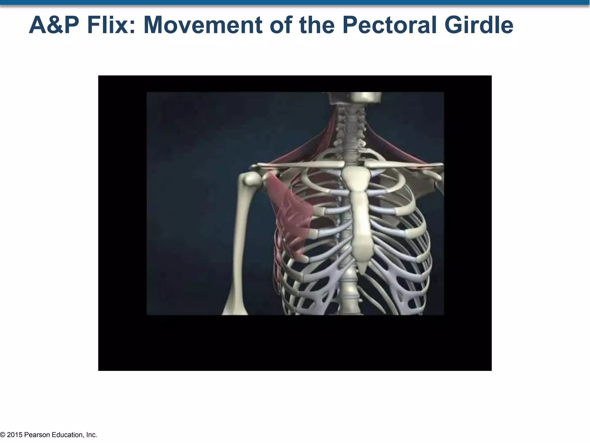 © 2015 Pearson Education, Inc.
A&P Flix: Movement of the Pectoral Girdle
 