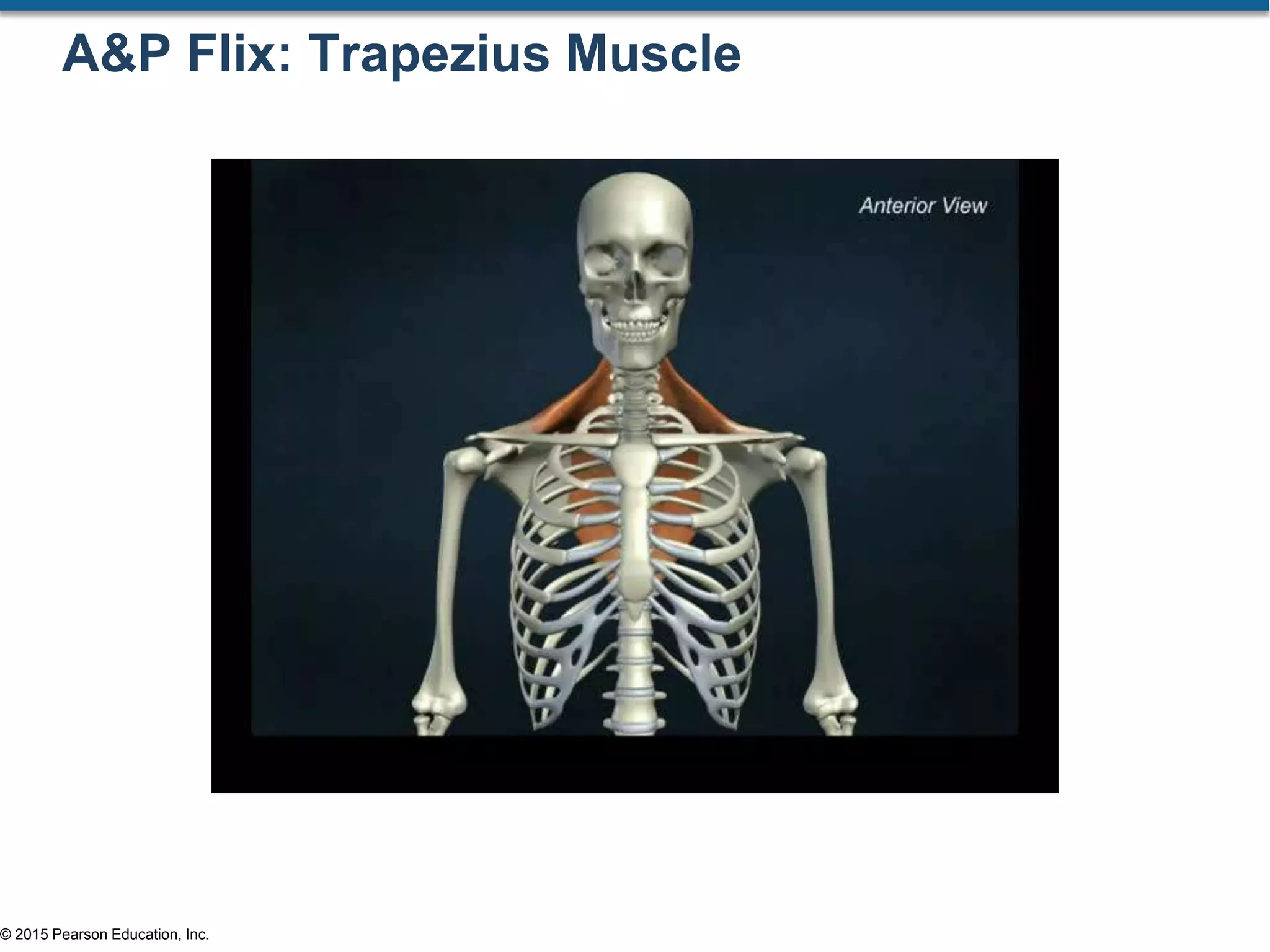 © 2015 Pearson Education, Inc.
A&P Flix: Trapezius Muscle
 