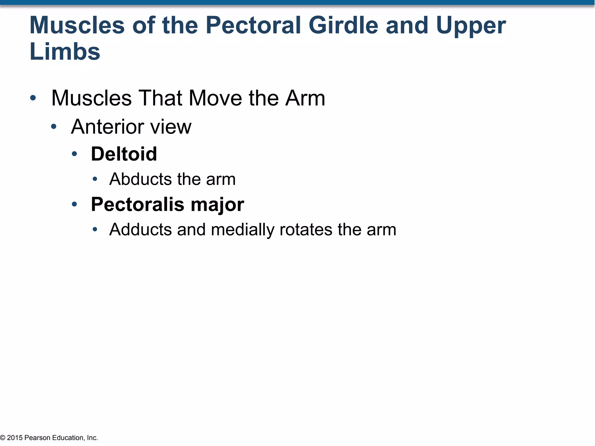 © 2015 Pearson Education, Inc.
Muscles of the Pectoral Girdle and Upper
Limbs
• Muscles That Move the Arm
• Anterior view
• Deltoid
• Abducts the arm
• Pectoralis major
• Adducts and medially rotates the arm
 