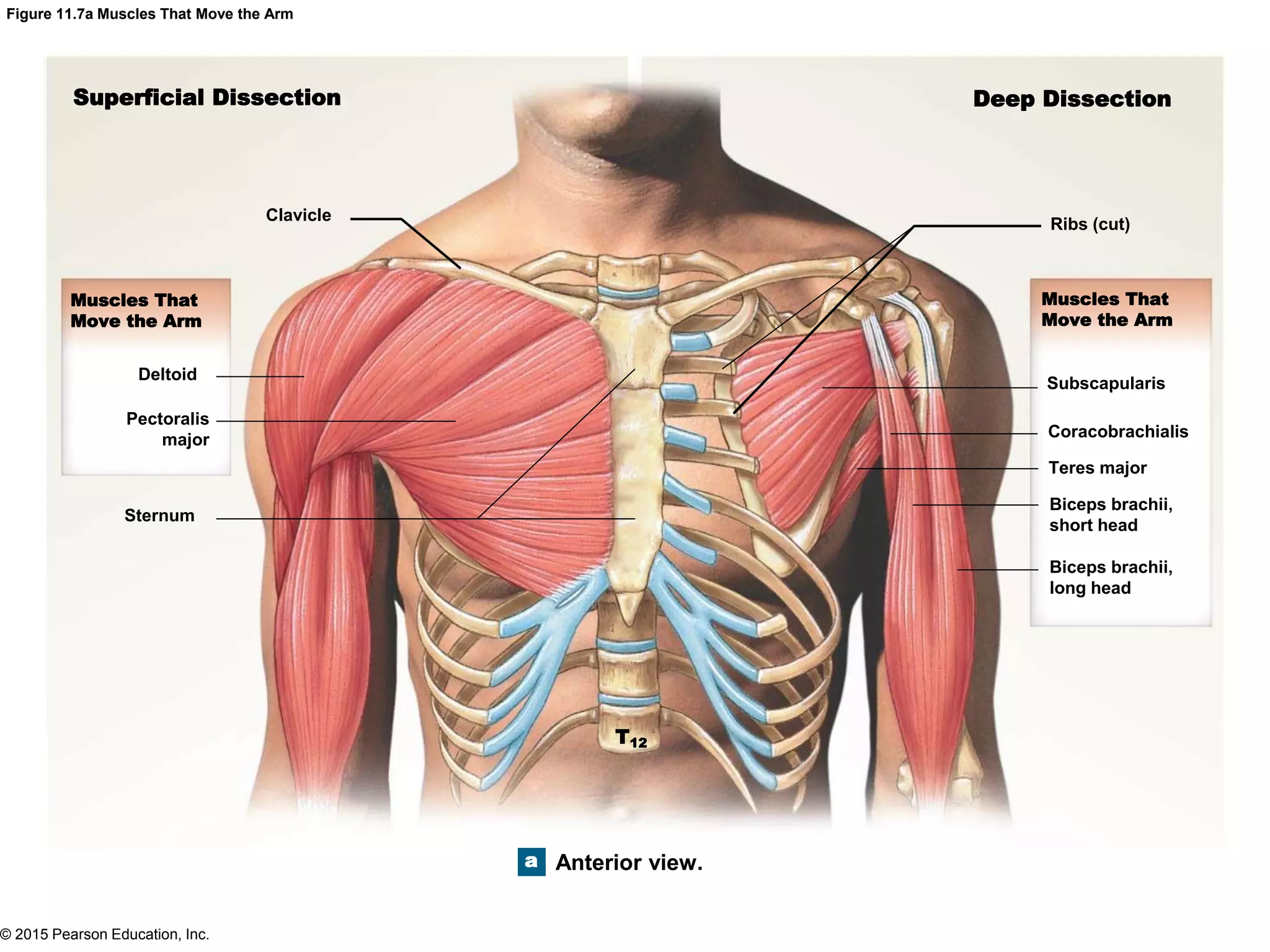 © 2015 Pearson Education, Inc.
Figure 11.7a Muscles That Move the Arm
Superficial Dissection Deep Dissection
Muscles That
Move the Arm
Muscles That
Move the Arm
Ribs (cut)
Clavicle
Deltoid
Pectoralis
major
Sternum
Subscapularis
Coracobrachialis
Teres major
Biceps brachii,
short head
Biceps brachii,
long head
Anterior view.
T12
a
 