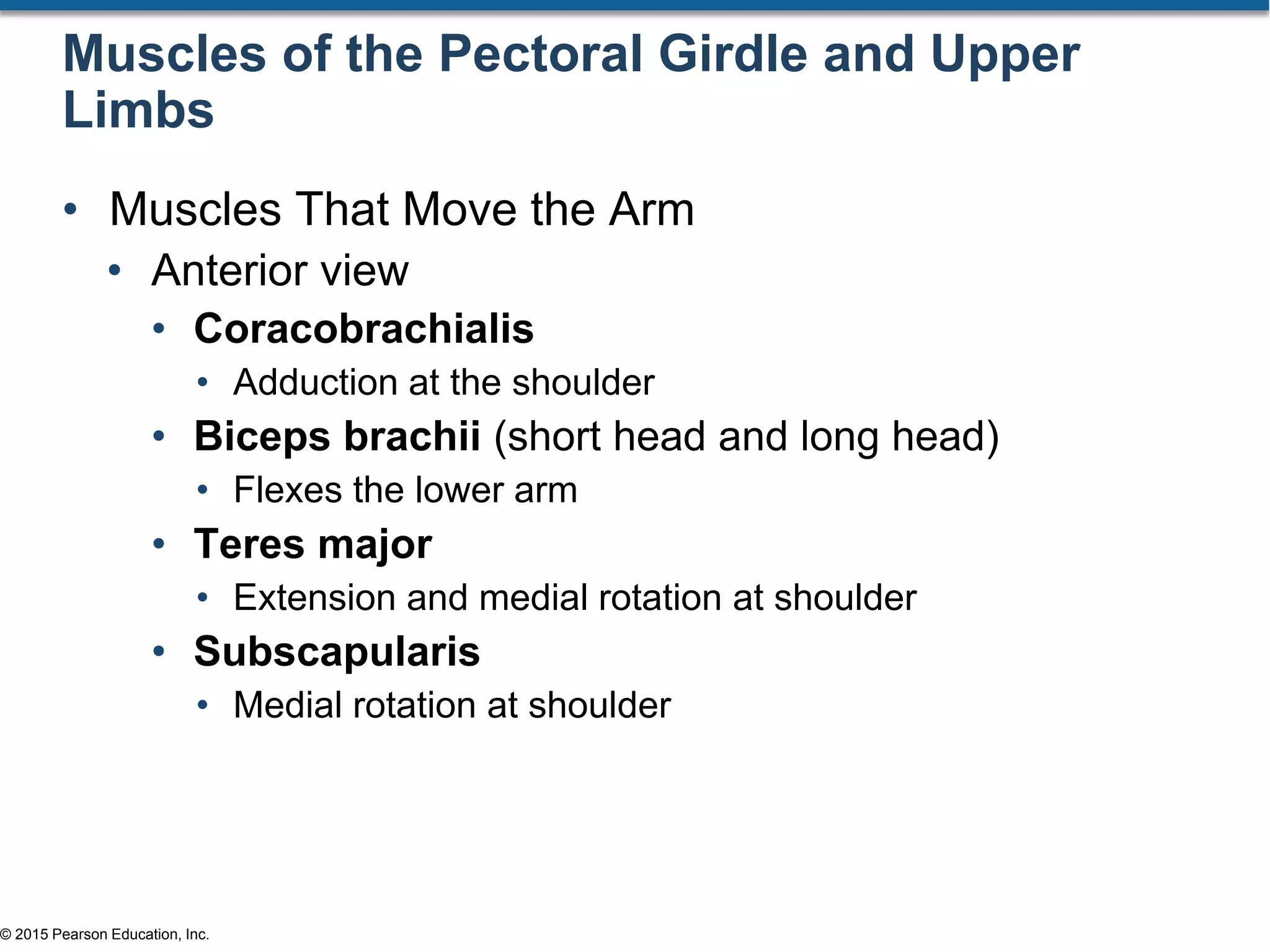 © 2015 Pearson Education, Inc.
Muscles of the Pectoral Girdle and Upper
Limbs
• Muscles That Move the Arm
• Anterior view
• Coracobrachialis
• Adduction at the shoulder
• Biceps brachii (short head and long head)
• Flexes the lower arm
• Teres major
• Extension and medial rotation at shoulder
• Subscapularis
• Medial rotation at shoulder
 