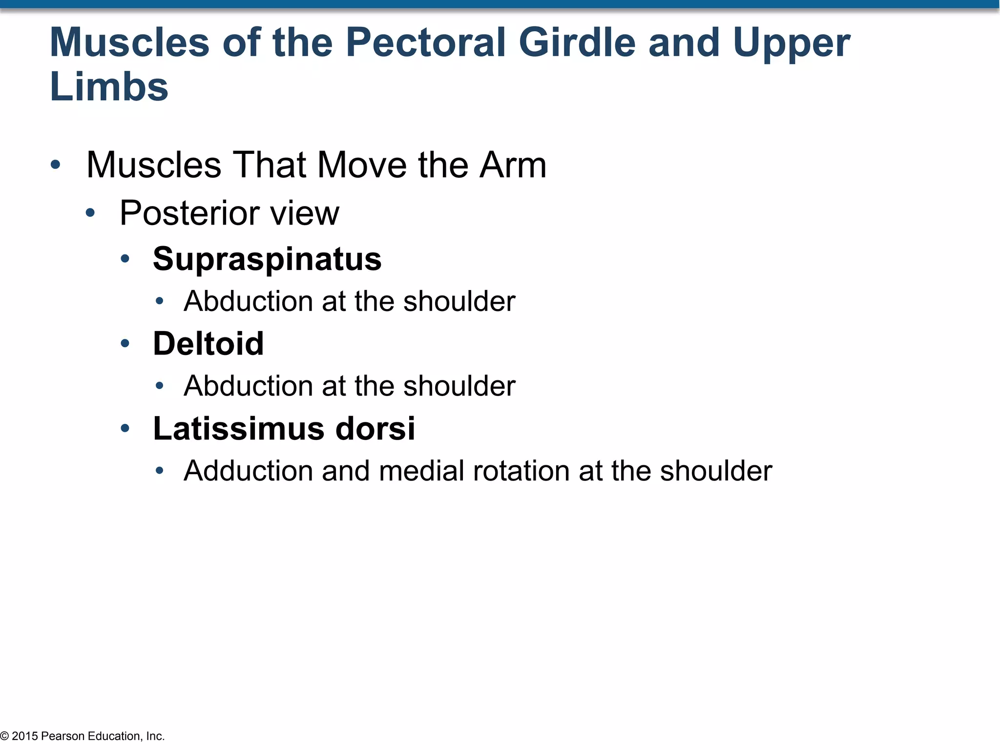 © 2015 Pearson Education, Inc.
Muscles of the Pectoral Girdle and Upper
Limbs
• Muscles That Move the Arm
• Posterior view
• Supraspinatus
• Abduction at the shoulder
• Deltoid
• Abduction at the shoulder
• Latissimus dorsi
• Adduction and medial rotation at the shoulder
 
