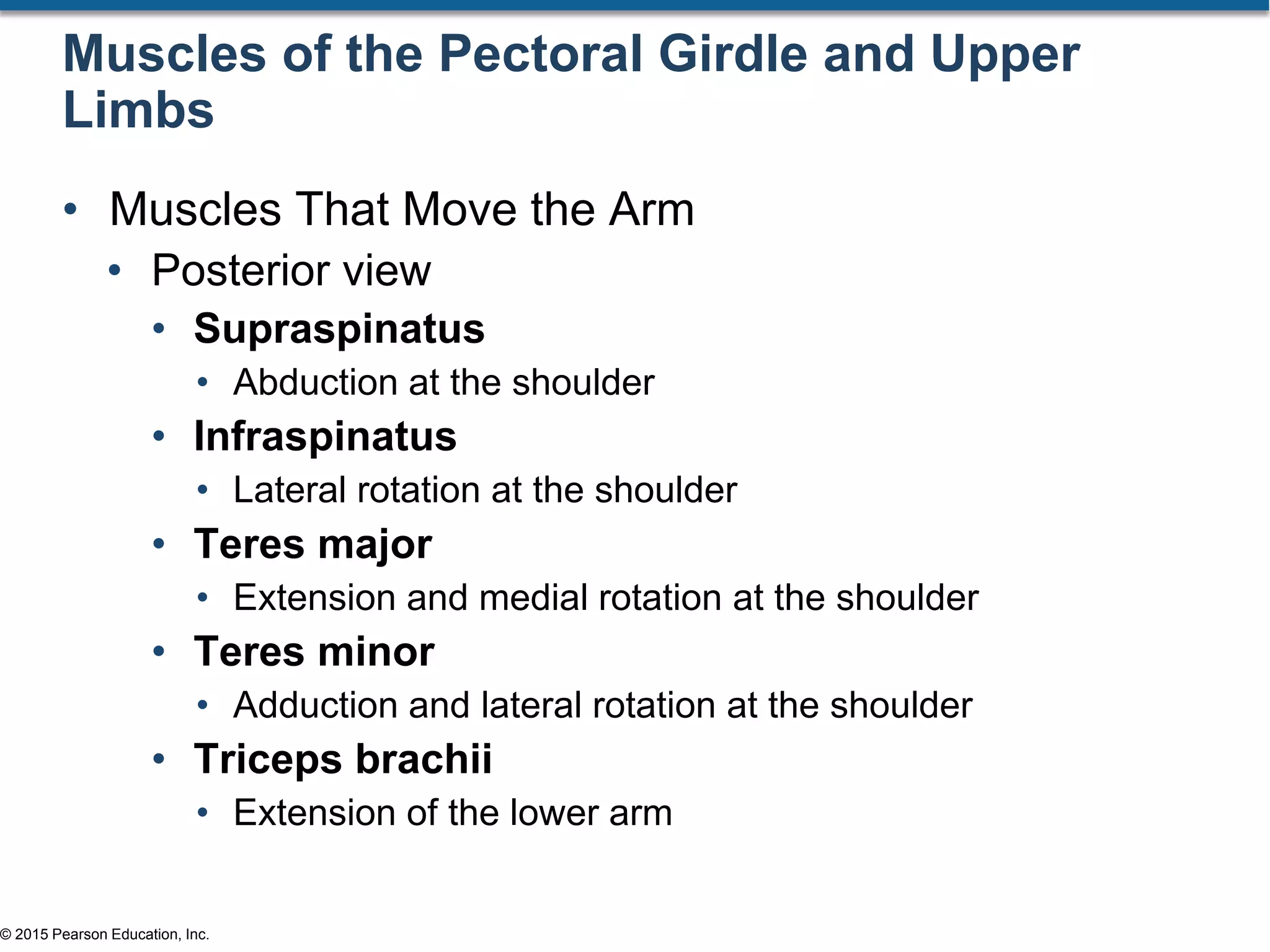 © 2015 Pearson Education, Inc.
Muscles of the Pectoral Girdle and Upper
Limbs
• Muscles That Move the Arm
• Posterior view
• Supraspinatus
• Abduction at the shoulder
• Infraspinatus
• Lateral rotation at the shoulder
• Teres major
• Extension and medial rotation at the shoulder
• Teres minor
• Adduction and lateral rotation at the shoulder
• Triceps brachii
• Extension of the lower arm
 