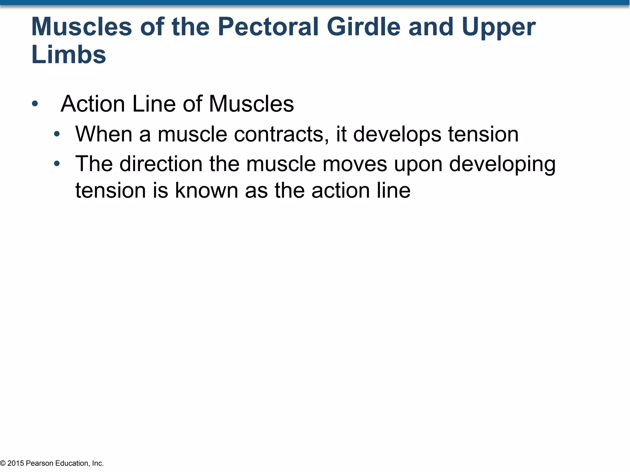 © 2015 Pearson Education, Inc.
Muscles of the Pectoral Girdle and Upper
Limbs
• Action Line of Muscles
• When a muscle contracts, it develops tension
• The direction the muscle moves upon developing
tension is known as the action line
 