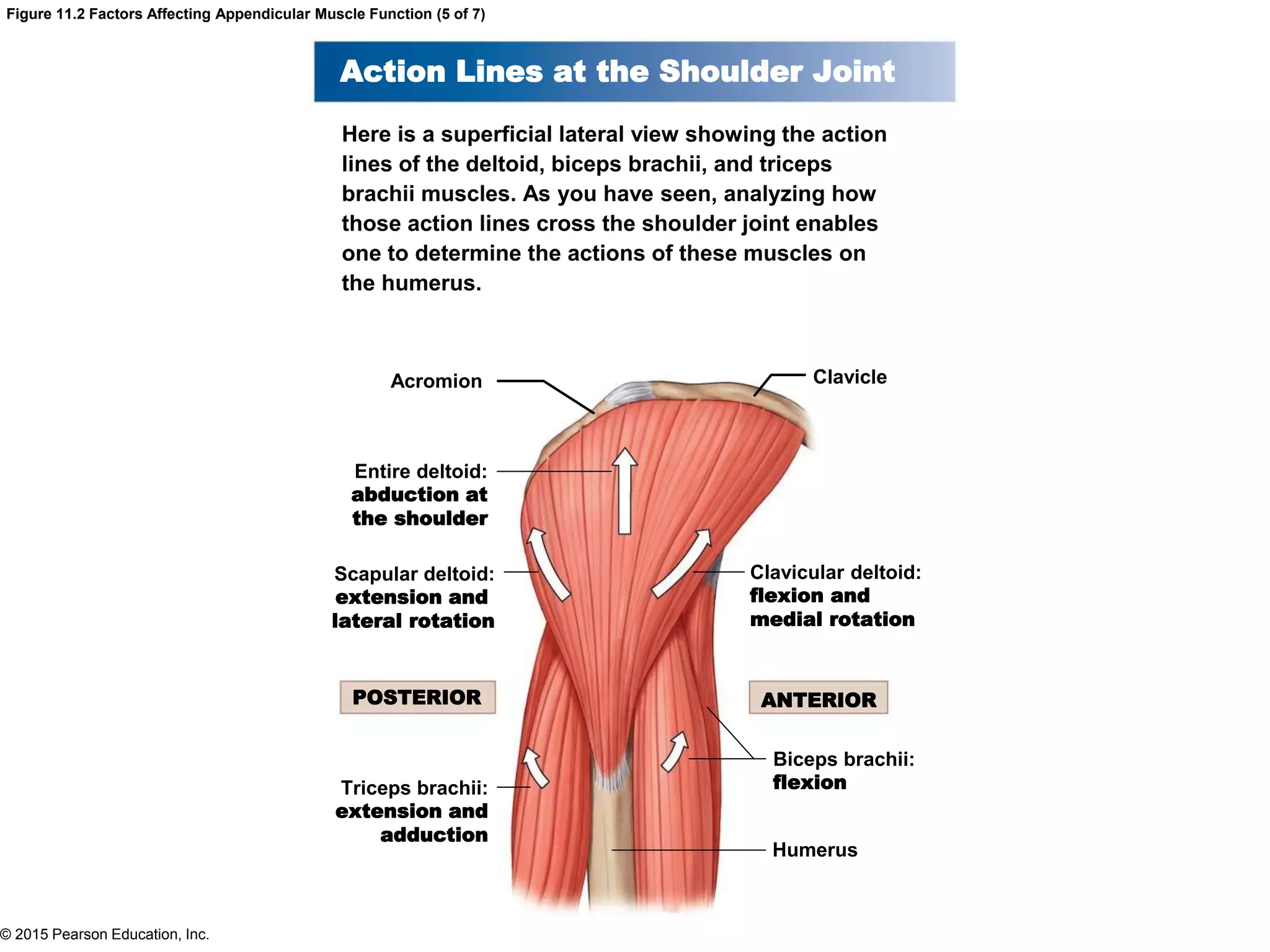 © 2015 Pearson Education, Inc.
Figure 11.2 Factors Affecting Appendicular Muscle Function (5 of 7)
Action Lines at the Shoulder Joint
Here is a superficial lateral view showing the action
lines of the deltoid, biceps brachii, and triceps
brachii muscles. As you have seen, analyzing how
those action lines cross the shoulder joint enables
one to determine the actions of these muscles on
the humerus.
Acromion Clavicle
Clavicular deltoid:
flexion and
medial rotation
Entire deltoid:
abduction at
the shoulder
Scapular deltoid:
extension and
lateral rotation
Triceps brachii:
extension and
adduction
Biceps brachii:
flexion
Humerus
POSTERIOR ANTERIOR
 
