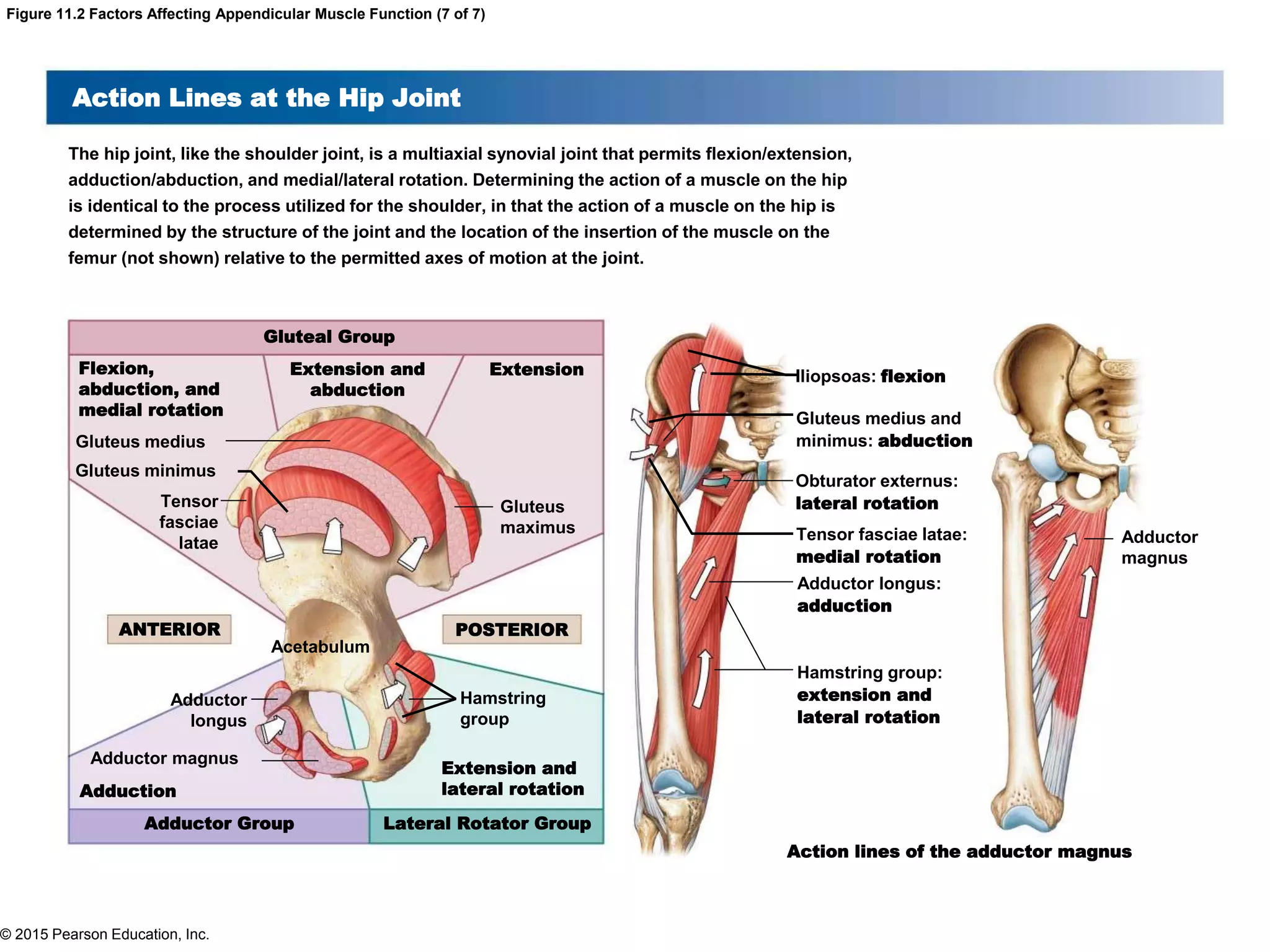 © 2015 Pearson Education, Inc.
Figure 11.2 Factors Affecting Appendicular Muscle Function (7 of 7)
Action Lines at the Hip Joint
The hip joint, like the shoulder joint, is a multiaxial synovial joint that permits flexion/extension,
adduction/abduction, and medial/lateral rotation. Determining the action of a muscle on the hip
is identical to the process utilized for the shoulder, in that the action of a muscle on the hip is
determined by the structure of the joint and the location of the insertion of the muscle on the
femur (not shown) relative to the permitted axes of motion at the joint.
Adductor
magnus
Iliopsoas: flexion
Gluteus medius and
minimus: abduction
Obturator externus:
lateral rotation
Tensor fasciae latae:
medial rotation
Adductor longus:
adduction
Hamstring group:
extension and
lateral rotation
Action lines of the adductor magnus
Gluteal Group
ExtensionExtension and
abduction
Flexion,
abduction, and
medial rotation
Lateral Rotator GroupAdductor Group
Extension and
lateral rotationAdduction
ANTERIOR POSTERIOR
Gluteus
maximus
Gluteus medius
Gluteus minimus
Tensor
fasciae
latae
Acetabulum
Hamstring
group
Adductor
longus
Adductor magnus
 