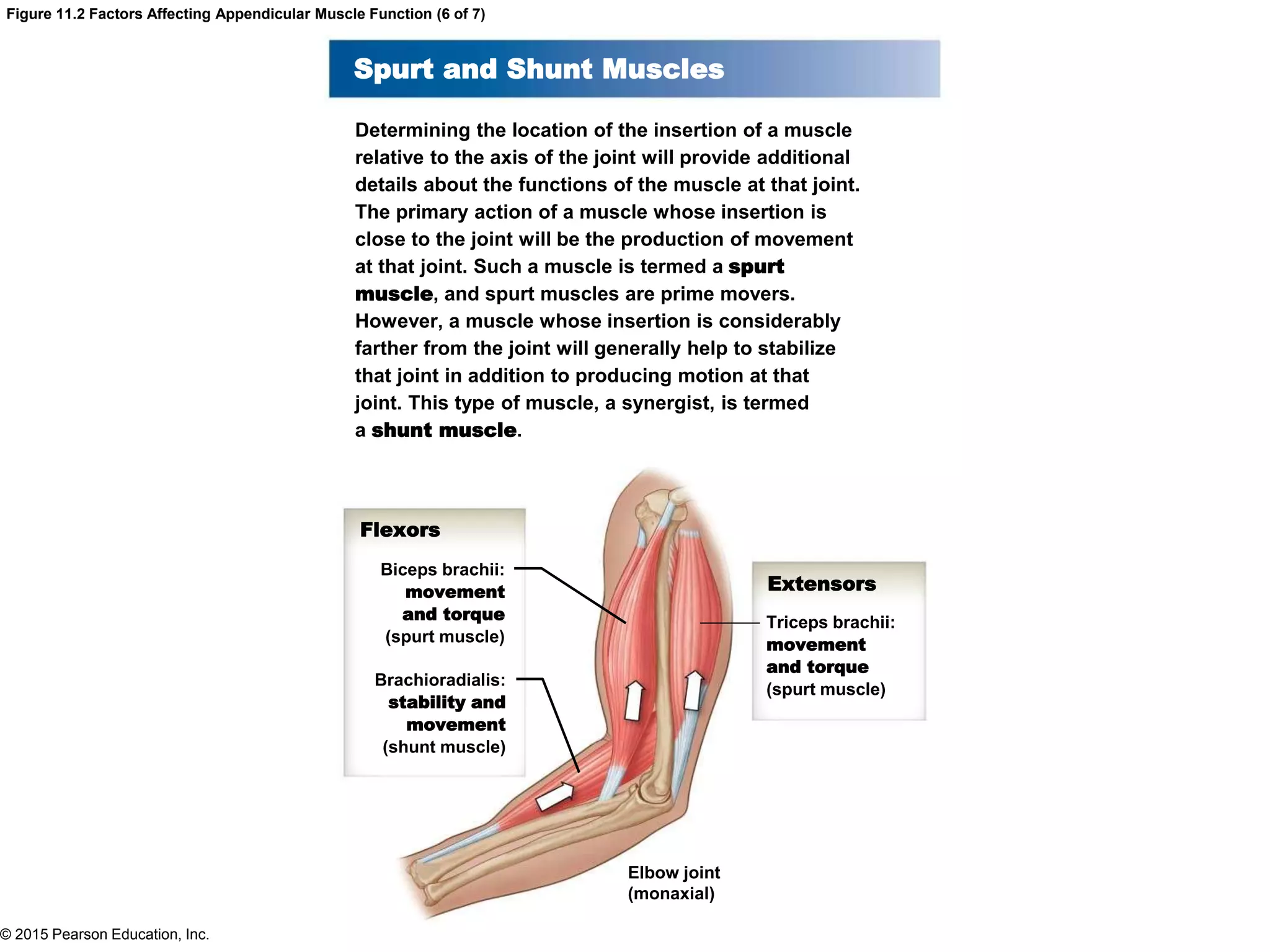 © 2015 Pearson Education, Inc.
Figure 11.2 Factors Affecting Appendicular Muscle Function (6 of 7)
Spurt and Shunt Muscles
Determining the location of the insertion of a muscle
relative to the axis of the joint will provide additional
details about the functions of the muscle at that joint.
The primary action of a muscle whose insertion is
close to the joint will be the production of movement
at that joint. Such a muscle is termed a spurt
muscle, and spurt muscles are prime movers.
However, a muscle whose insertion is considerably
farther from the joint will generally help to stabilize
that joint in addition to producing motion at that
joint. This type of muscle, a synergist, is termed
a shunt muscle.
Biceps brachii:
movement
and torque
(spurt muscle)
Triceps brachii:
movement
and torque
(spurt muscle)
Brachioradialis:
stability and
movement
(shunt muscle)
Extensors
Flexors
Elbow joint
(monaxial)
 