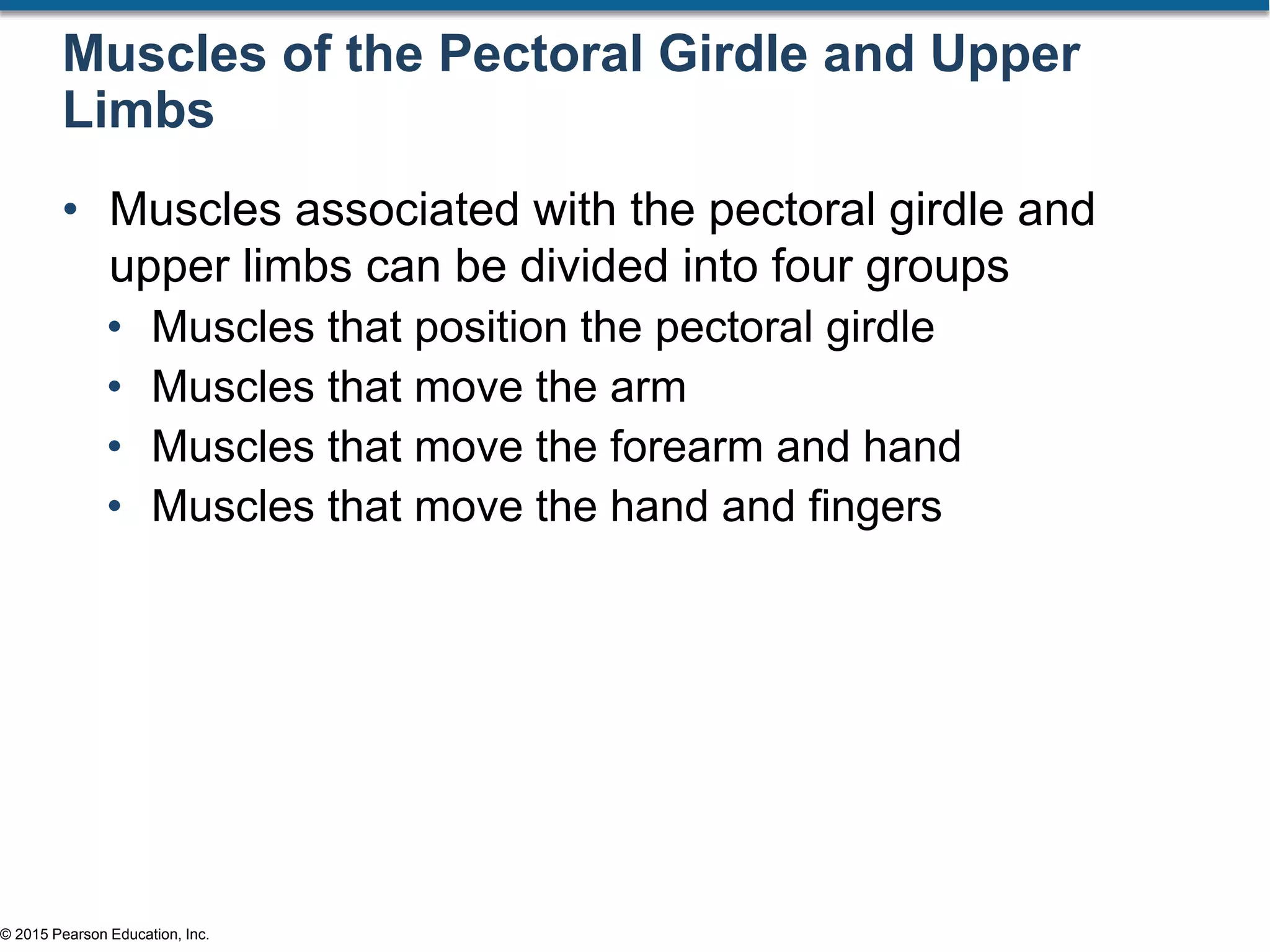 © 2015 Pearson Education, Inc.
Muscles of the Pectoral Girdle and Upper
Limbs
• Muscles associated with the pectoral girdle and
upper limbs can be divided into four groups
• Muscles that position the pectoral girdle
• Muscles that move the arm
• Muscles that move the forearm and hand
• Muscles that move the hand and fingers
 
