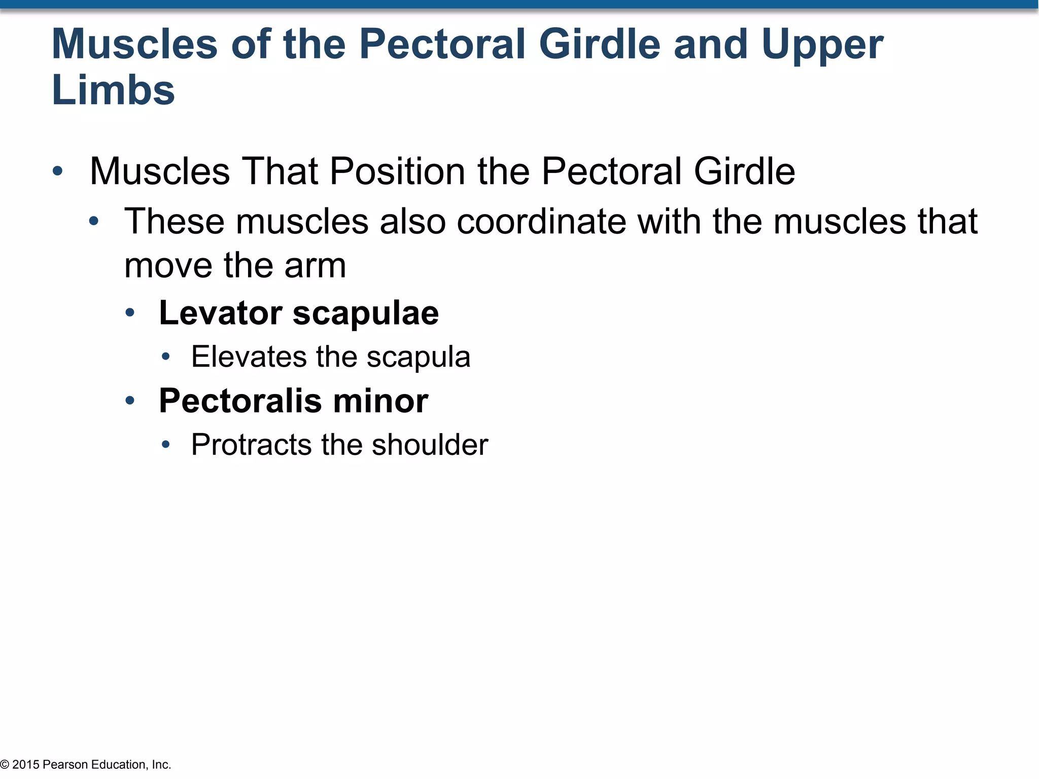 © 2015 Pearson Education, Inc.
Muscles of the Pectoral Girdle and Upper
Limbs
• Muscles That Position the Pectoral Girdle
• These muscles also coordinate with the muscles that
move the arm
• Levator scapulae
• Elevates the scapula
• Pectoralis minor
• Protracts the shoulder
 
