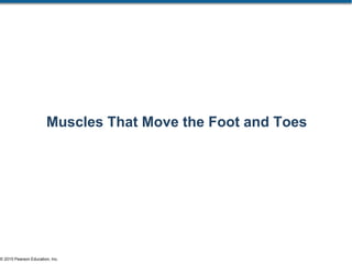 © 2015 Pearson Education, Inc.
Muscles That Move the Foot and Toes
 