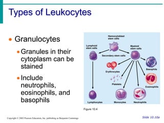 Types of Leukocytes
Slide 10.10a
Copyright © 2003 Pearson Education, Inc. publishing as Benjamin Cummings
 Granulocytes
Granules in their
cytoplasm can be
stained
Include
neutrophils,
eosinophils, and
basophils
Figure 10.4
 