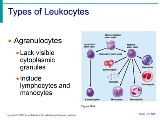 Types of Leukocytes
Slide 10.10b
Copyright © 2003 Pearson Education, Inc. publishing as Benjamin Cummings
 Agranulocytes
Lack visible
cytoplasmic
granules
Include
lymphocytes and
monocytes
Figure 10.4
 