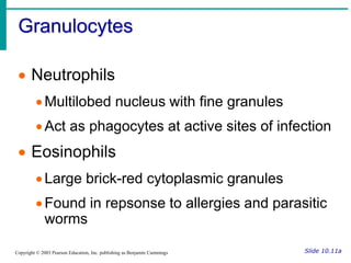 Granulocytes
Slide 10.11a
Copyright © 2003 Pearson Education, Inc. publishing as Benjamin Cummings
 Neutrophils
Multilobed nucleus with fine granules
Act as phagocytes at active sites of infection
 Eosinophils
Large brick-red cytoplasmic granules
Found in repsonse to allergies and parasitic
worms
 